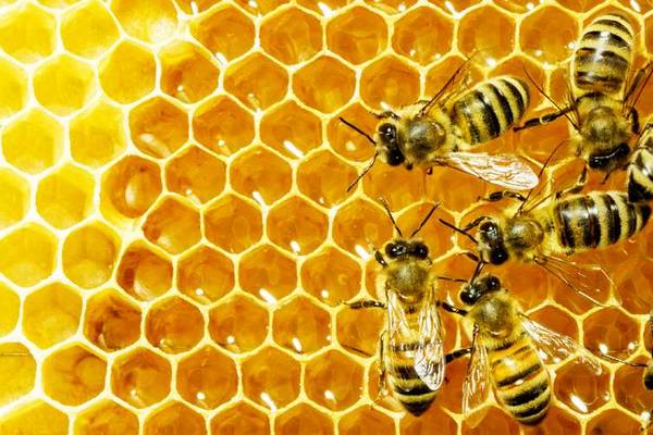 arı sütü üretimi iş fikri