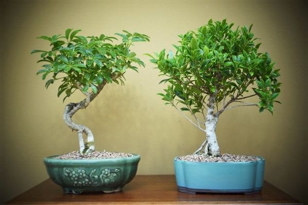 Bonsai Ağaç Yetiştiriciliği