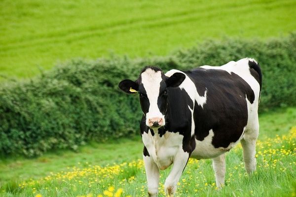 Holstein Cinsi İnek Yetiştiriciliği - İş Fikri