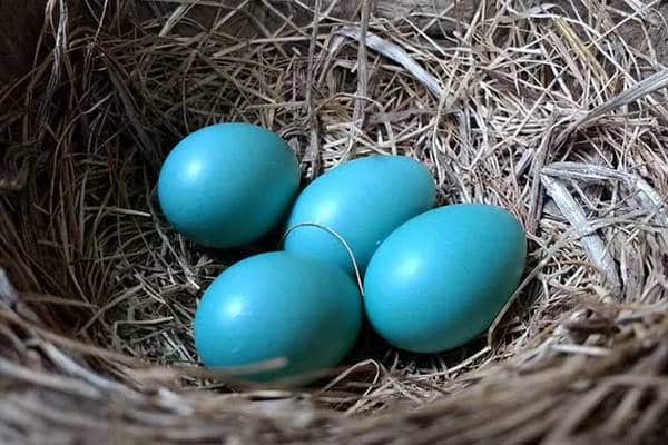 Mavi Yumurta Üreterek Para Kazanmak Mavi Yumurta Üreterek Para Kazanmak
