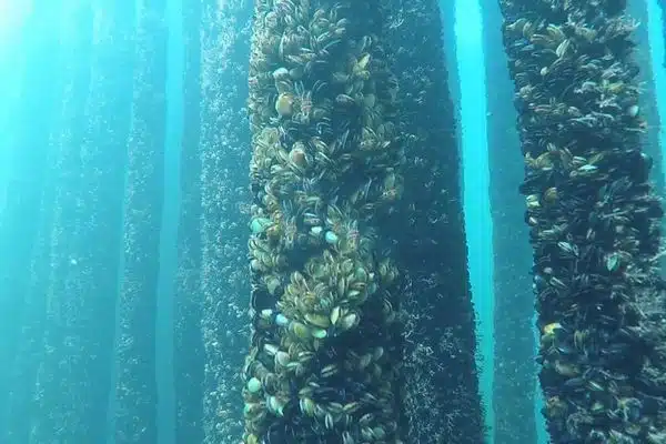 midye Ã§iftliÄi ile ilgili gÃ¶rsel sonucu