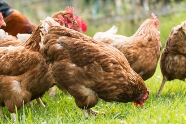 organik tavuk çiftliği kuramak