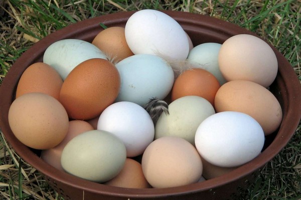 organik yumurta nasıl üretilir