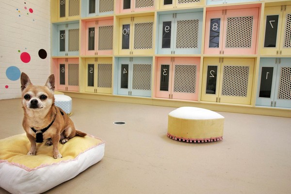 pet hotel hayvan oteli iş fikri