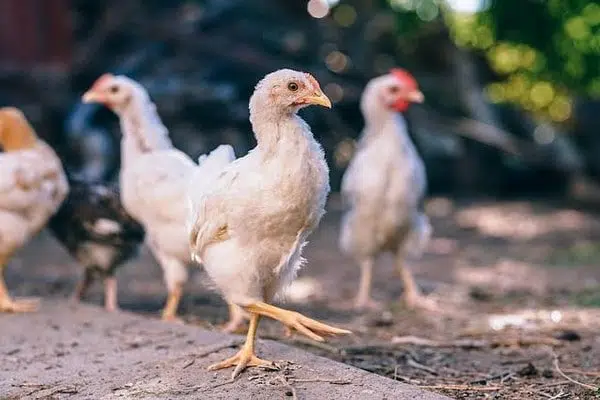 Tavuk Çiftliği Kurulumu Tavuk Çiftliği Kurulumu
